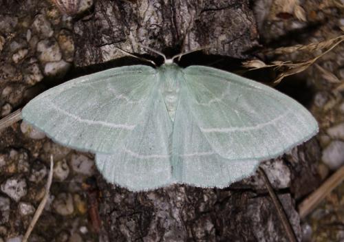 Hemistola chrysoprasaria